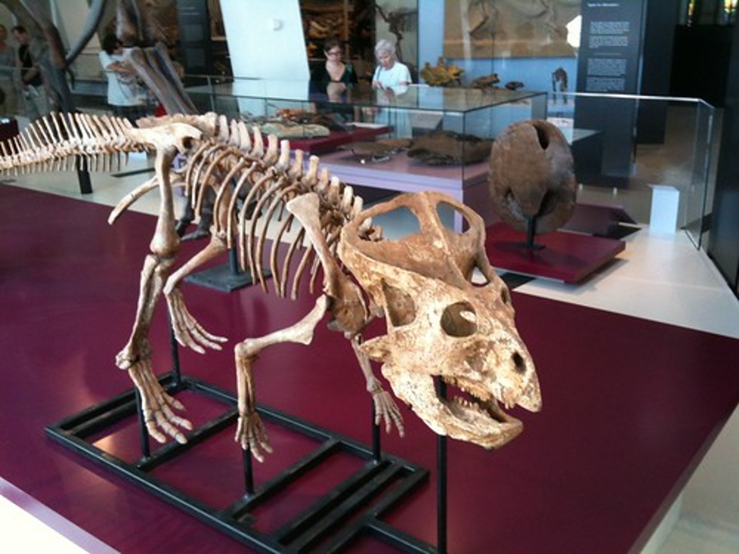 <p>a genus of small protoceratopsid dinosaurs that lived in Asia during the Late Cretaceous, around 75 to 71 million years ago</p>