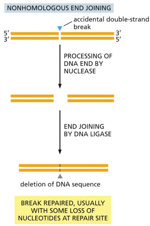<p><span>Repairs double stranded DNA breaks by removing a set of nucleotides, then ligating the strands back together (does delete part of strand)&nbsp;</span></p><ul><li><p class="Paragraph SCXW206899146 BCX0" style="text-align: left"><span>DNA polymerase µ &amp; λ (family X) involved&nbsp;&nbsp;</span></p></li></ul><p class="Paragraph SCXW206899146 BCX0" style="text-align: left"><span>Negative side effect = often results in deletion mutations or translocations&nbsp;</span></p><ul><li><p class="Paragraph SCXW206899146 BCX0" style="text-align: left"><span>Acceptable because majority of genome is non-gene coding</span></p></li></ul><p></p>
