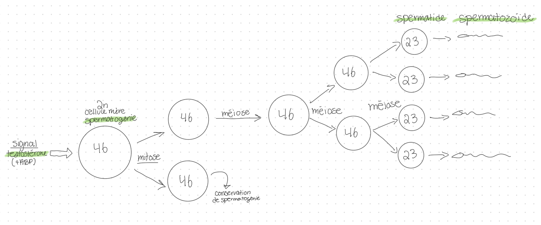 <ol><li><p>signal : testostérone</p></li><li><p>cellules mère (2n) : spermatogonie exécute de la mitose → deux autres spermatogonies (2n)</p></li><li><p>un spermatogonie est conservé, l’autre se duplique en une autre cellule 2n</p></li><li><p>cette cellule 2n se multiplie en deux autres cellules 2n</p></li><li><p>ces deux cellules 2n se divise en quatre cellules n (spermatide)</p></li><li><p>spermiogenèse : les spermatides se transforment en spermatozoïde</p></li></ol>