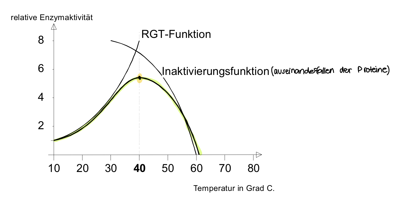 * die Reaktion läuft schneller ab
* 10°C Temperaturerhöhung —> Verdopplung der Reaktionsgeschwindigkeit  (RGT)
* Bei ca. 40°C gehen die Proteine kaputt