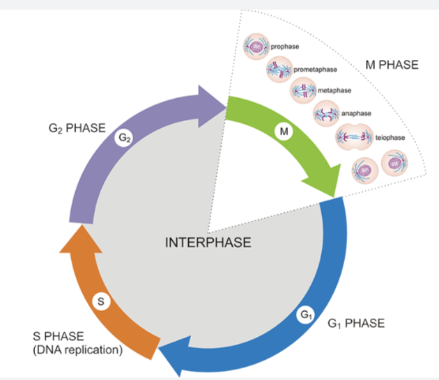 <ol><li><p>S Phase: Chromosome (DNA) Replication</p></li><li><p>M Phase</p></li></ol><ul><li><p>Mitosis: Process by which somatic cells make identical copies of themselves, create 2 daughter cells that inherit one copy of each chromosome</p></li><li><p>Meiosis: Process by which germ cells make non-identical copies of themselves by creating daughter cells that inherit one copy of each homolog. (i.e. daughter cells end up with half the DNA of the mother cell)</p></li></ul><ol start="3"><li><p>Cytokinesis (optional): dividing the cytoplasm in two</p></li></ol><p>Interphase: all phases of the cell cycle excluding M phase</p><ul><li><p>Between M &amp; S: G1 - cell is resting</p></li><li><p>Between S &amp; M: G2 - cell prepares to divide</p></li></ul>