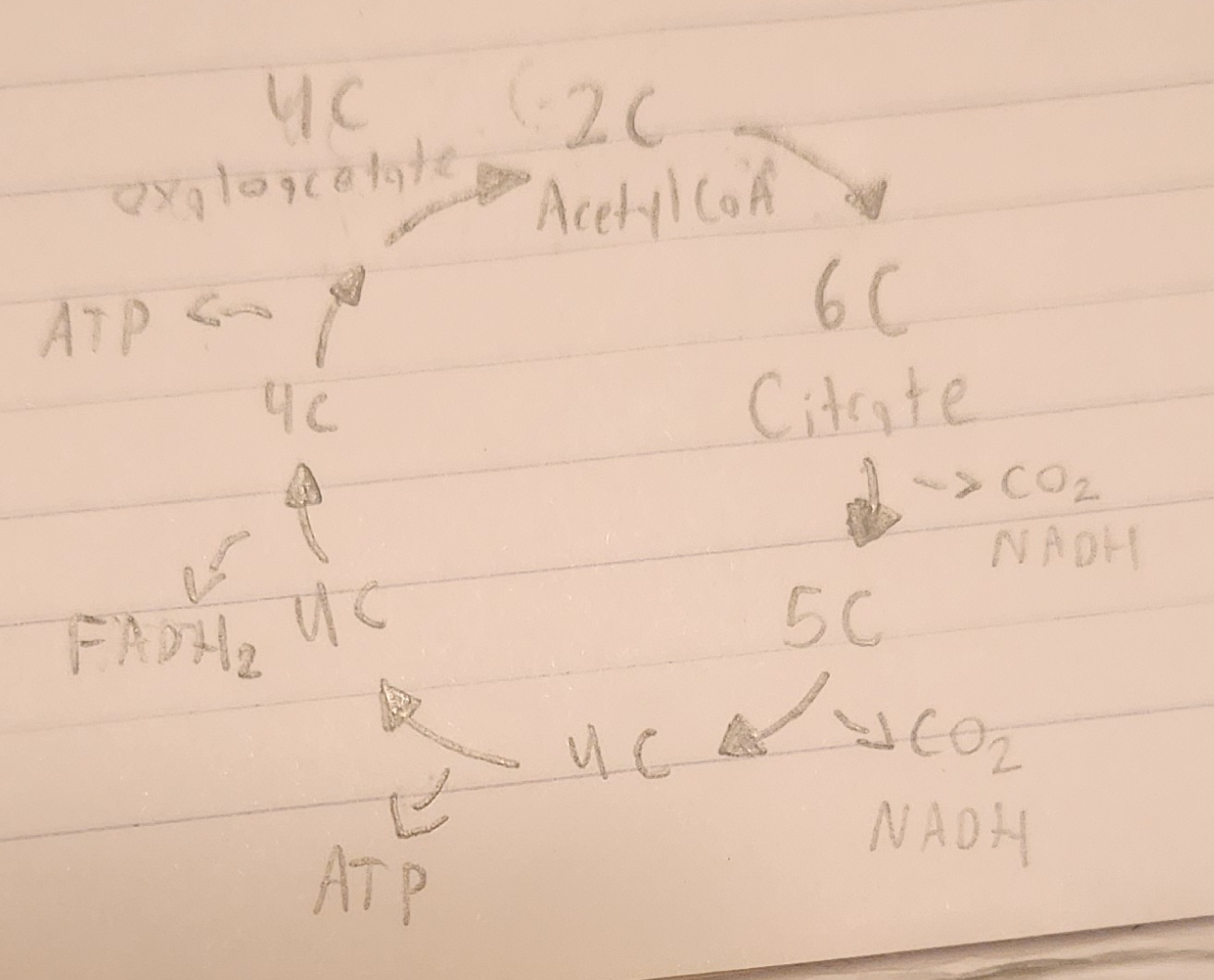 <p><strong>Which diagram is this?</strong></p>