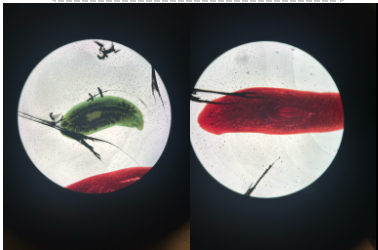 <p>planarian (platyhelminthes)</p><p>red planaria dugesia</p><p>digestive green eugenia</p><p><span>Animalia &gt; Platyhelminthes (flatworms) &gt; Turbellaria (planarians)</span></p>