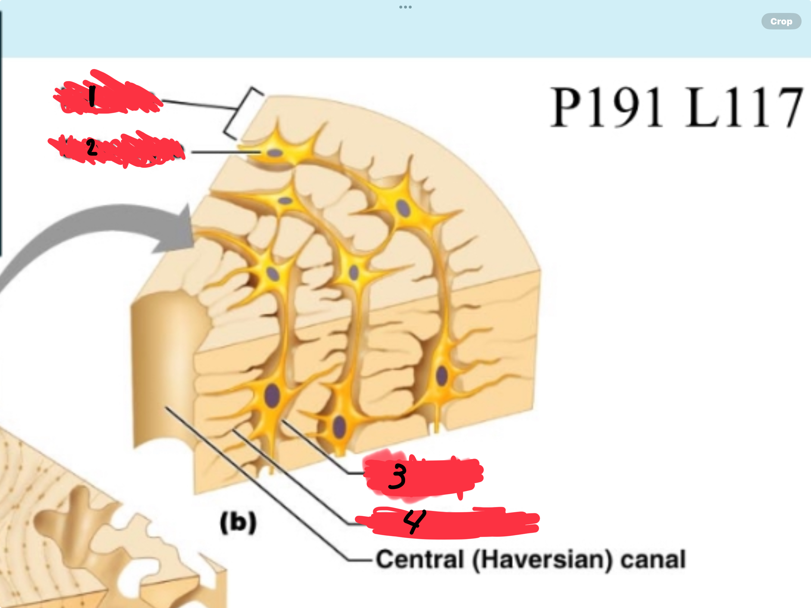 <p>Please label the following in order </p>