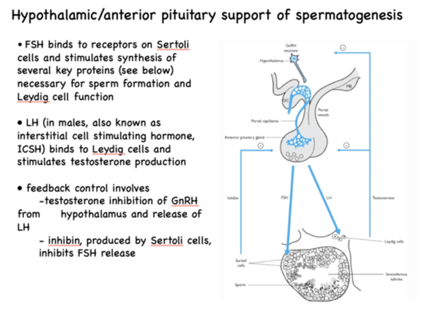 <p>FSH</p>