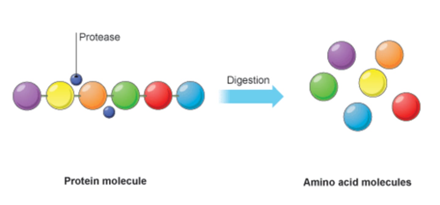 <p>Enzyme found in the stomach and small intestine that breaks down proteins into amino acids</p>