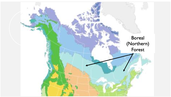 <p>climate: long cold winters, short summers. 90 day growing seasons. snowy</p><p>dominant vegetation: needlelike, coniferous trees</p><p>forest structure: conical shaped evergreens</p><p>two genera: fir, spruce</p>