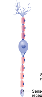 <p>What kind of neuron is pictured?</p>