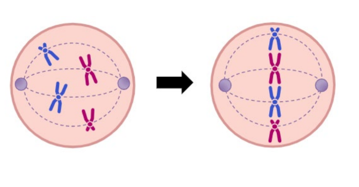 <ul><li><p>Microtubule spindle fibres connect from centrosomes to centromeres</p></li><li><p>Spindle fibres contract, causing the chromosomes to align at the centre</p></li></ul>