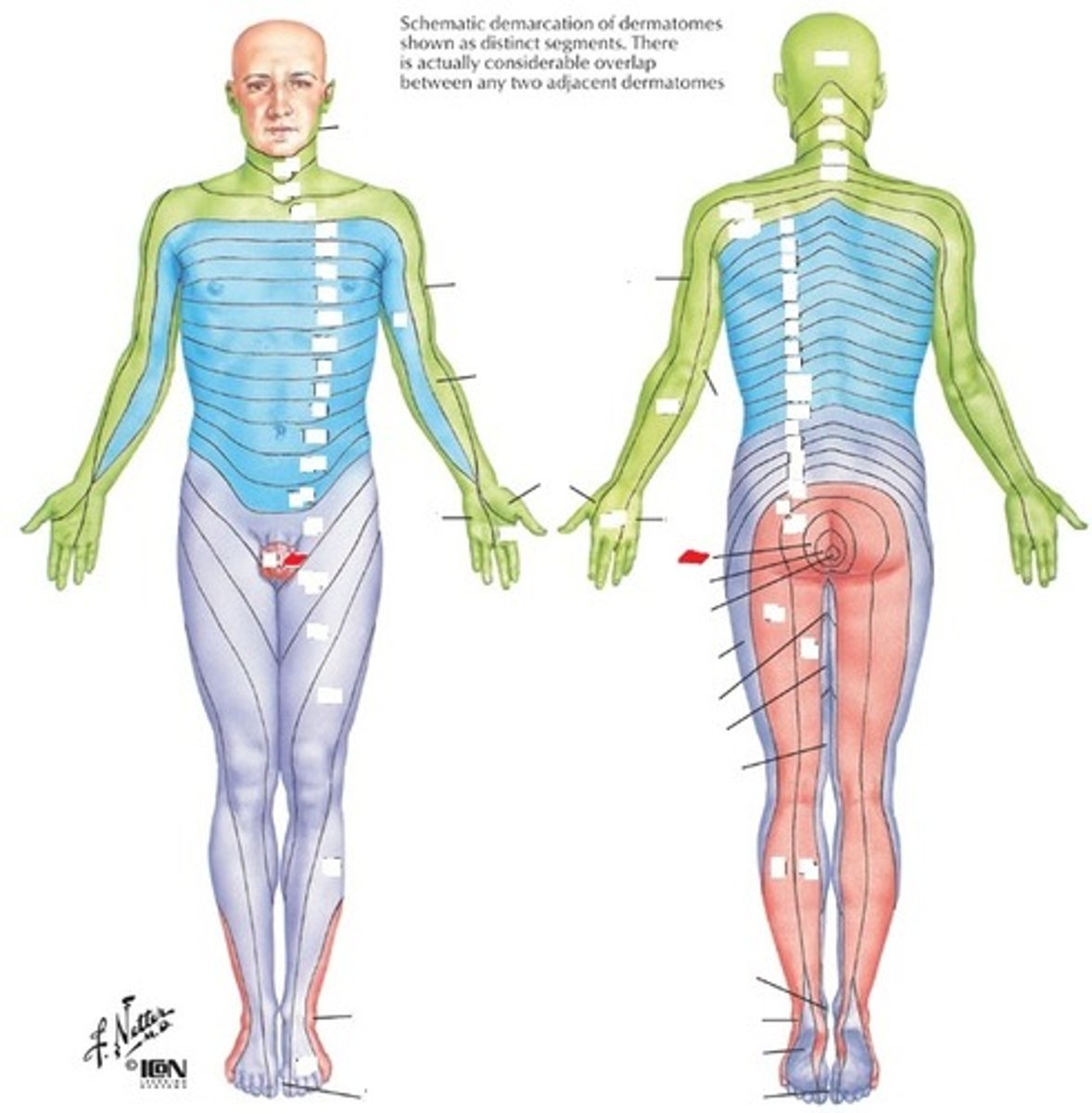 <p>Perineum</p>