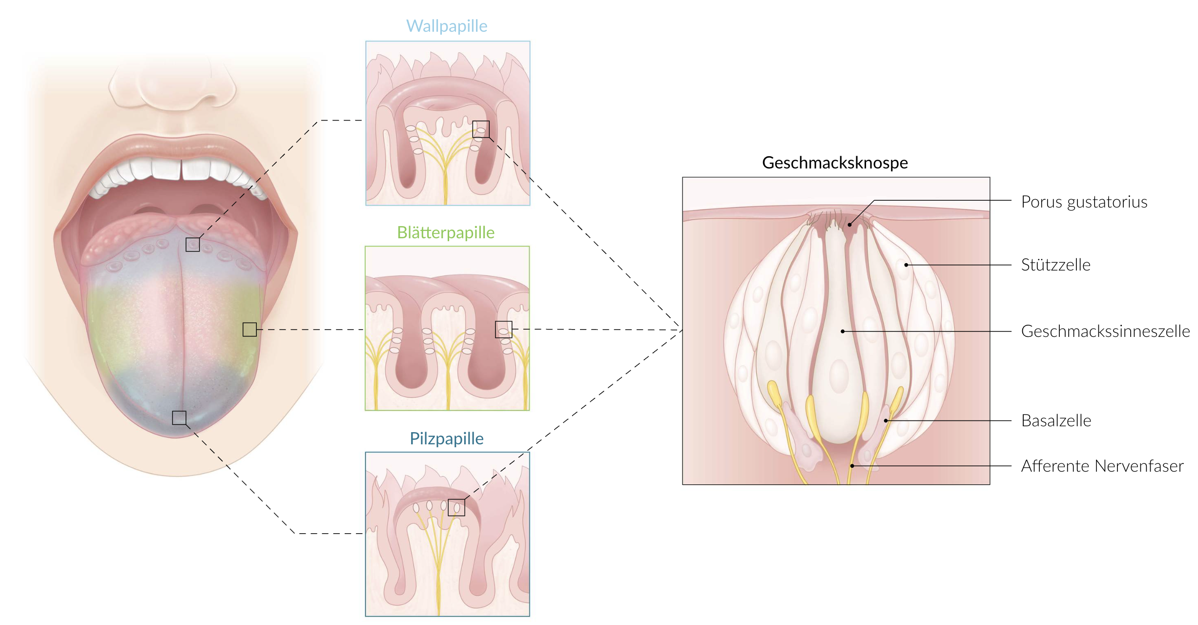 <p>B. Contain microvilli</p>