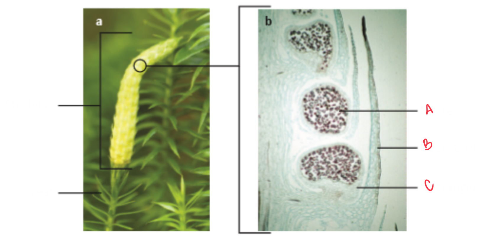 <p>Identify the organism and the structures of this depicted</p>
