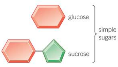 <p>Carbohydrates that are made up of two sugar units joined together.</p><p>For example, sucrose.</p>