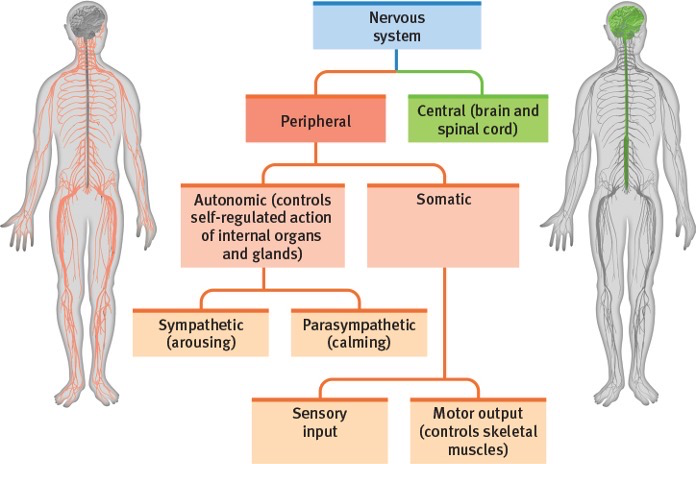 <p>Sensing and musculoskeletal output (motor control; voluntary and involuntary reflexes)</p>