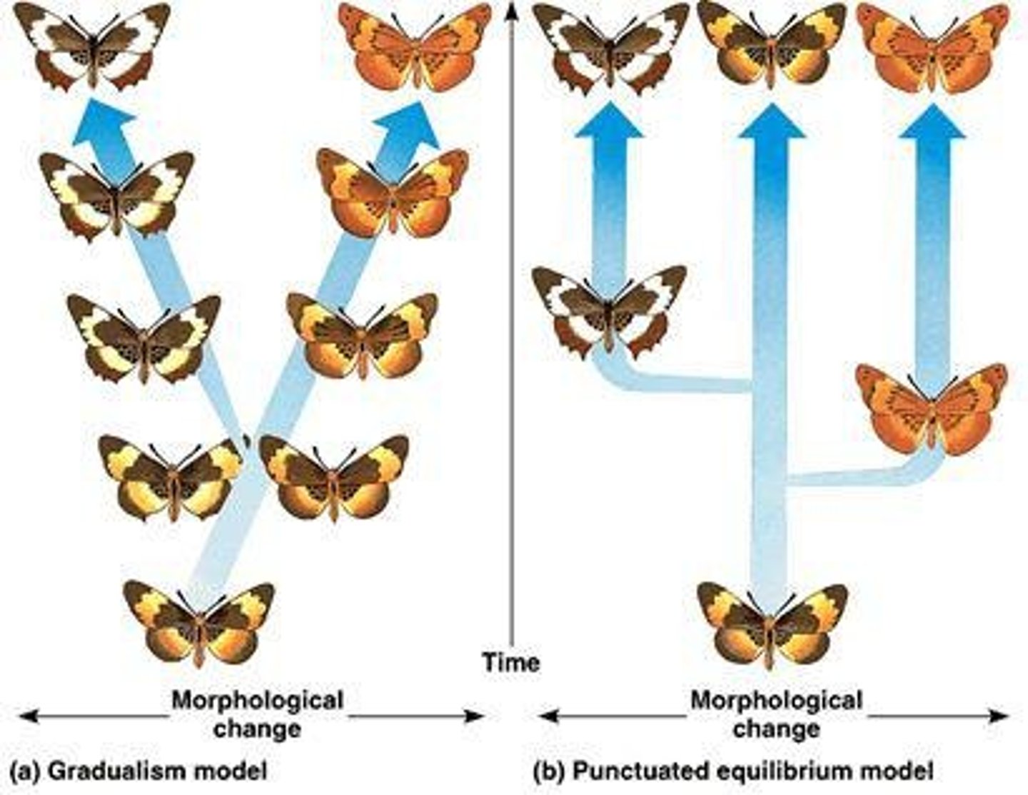 <p>The theory that evolution occurs slowly and steadily over time.</p>