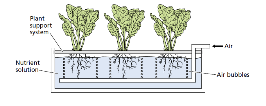 <ul><li><p>plants can be cultivated hydroponically</p></li><li><p>without any soil</p></li><li><p>used commercially</p></li></ul><p>If not enough nutrient</p><ul><li><p>Cause diagnostic deficiencies</p></li><li><p>negatively impact plant perfermance</p></li></ul><p></p>