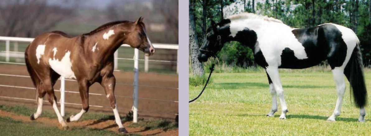 <p>What color is this considered in horse?</p>