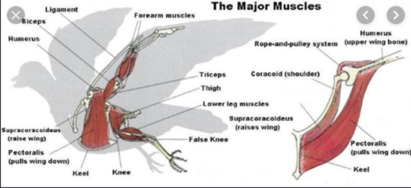 <p>this muscle depresses the wing</p>