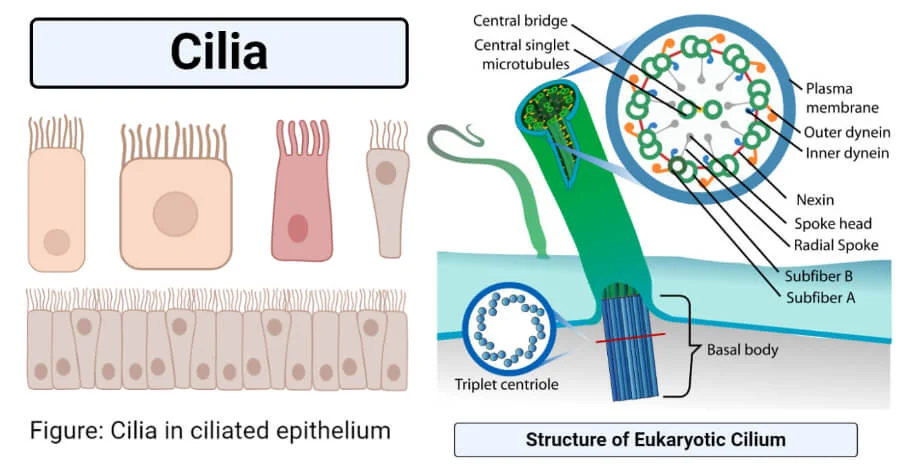 <p>cilia</p>