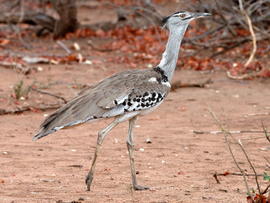 <p>Status: NT</p><p>Family: Otididae</p>