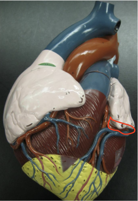 <p>red line underneath the left auricle and wraps behind heart</p>
