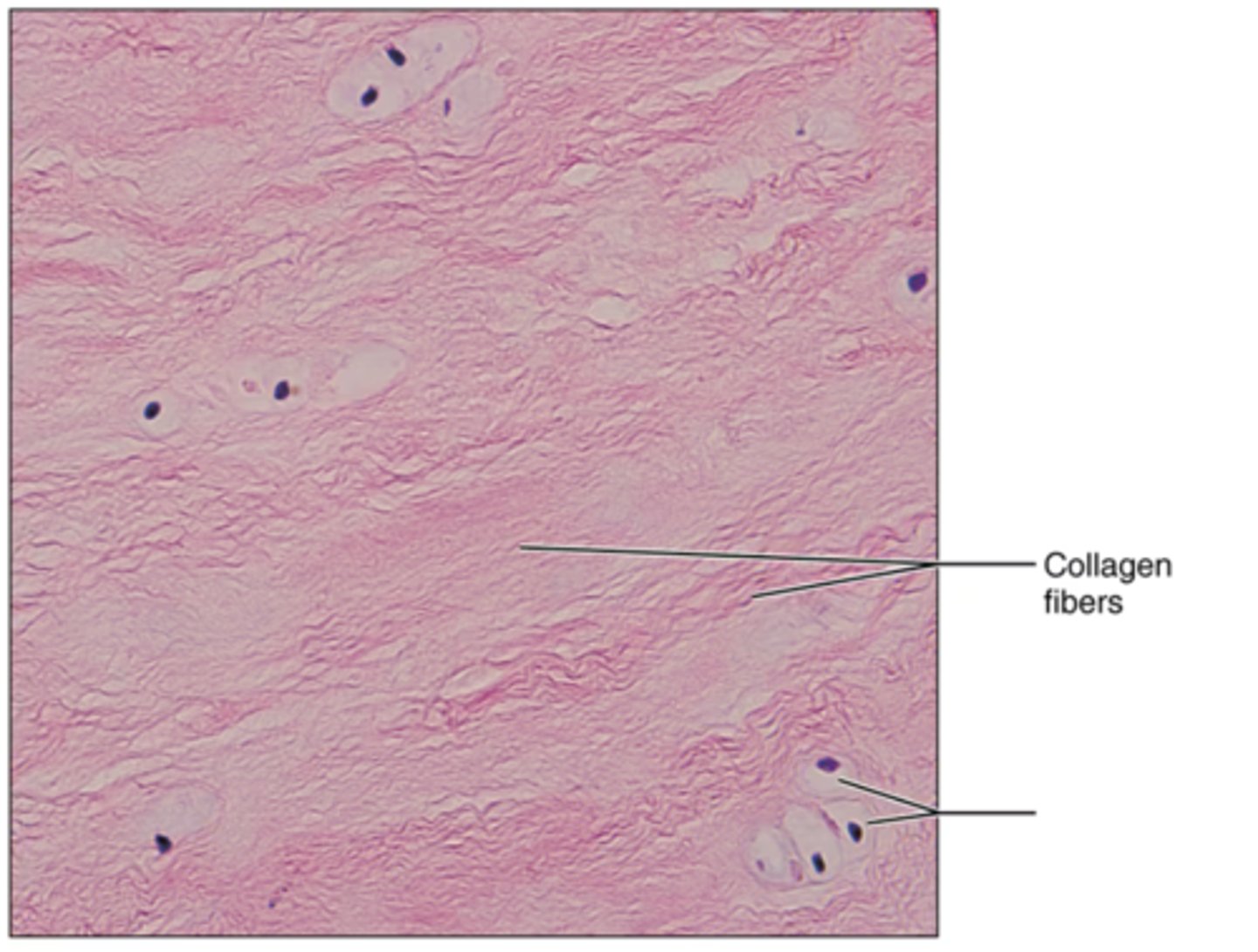 <p>Label the blank structure.</p>