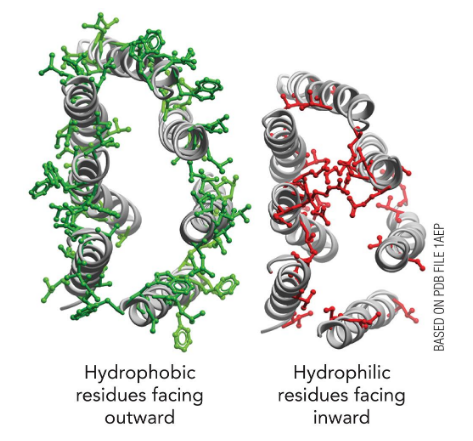 <p>explain the protein structure of rhodopsin?</p>