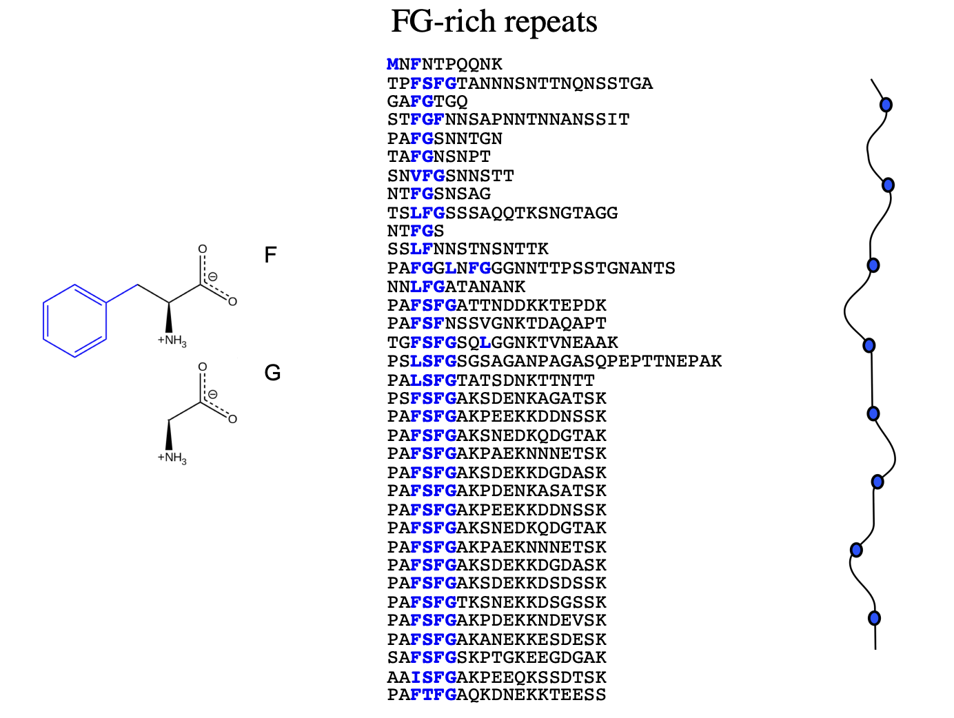<ul><li><p>selectivity barrier for macromolecules</p></li></ul><p>→ assembled from nucleoporin proteins containing extended domains with FG repeats</p><p>→ have FG (phenylalinine and glycine) rich repeats</p><ul><li><p>forms <strong>hydrophobic</strong> (blue blobs) along the protein</p></li><li><p>at irregular intervals</p></li></ul><p></p>