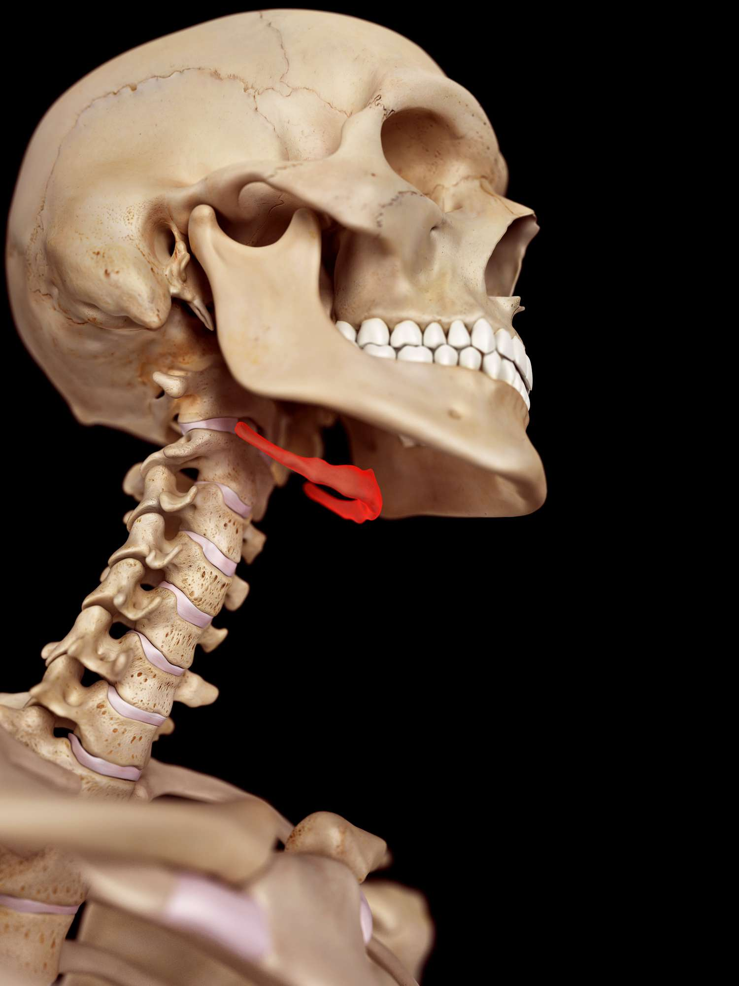 <p>Small horseshoe shaped bone in front of the neck</p>