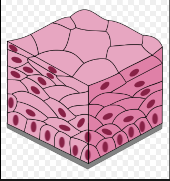 <p>Multi-layered, squamous cells</p>