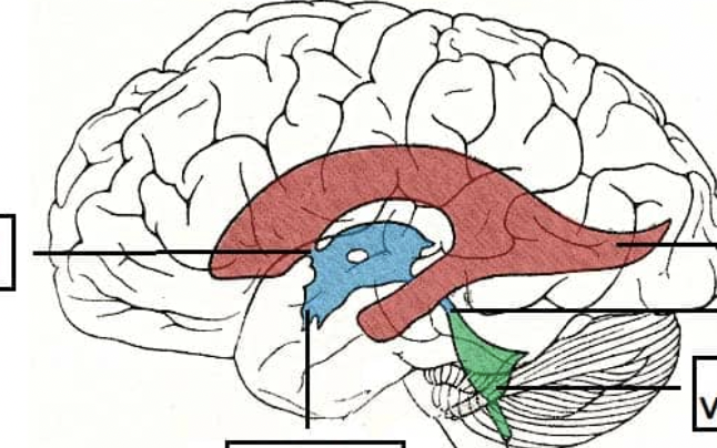 <p>midsagittal plane ventricle; inferior to corpus callosum</p>