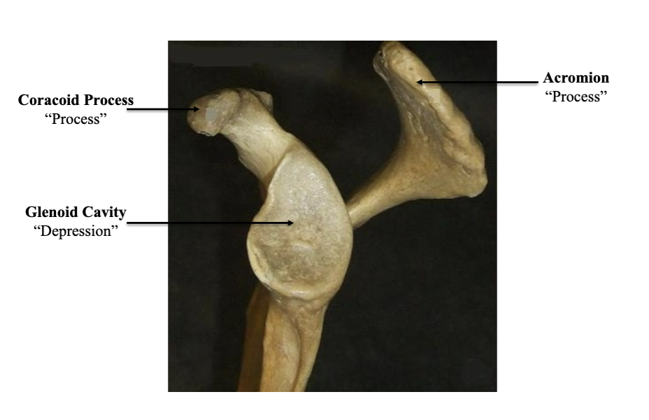 <p>Glenoid Cavity</p>