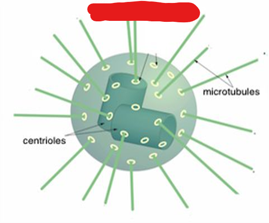<p>An important part in a nucleus needed for mitosis to occur. Plant cells typically don’t have these but rather a have a type of microtubule organizing centre.</p>