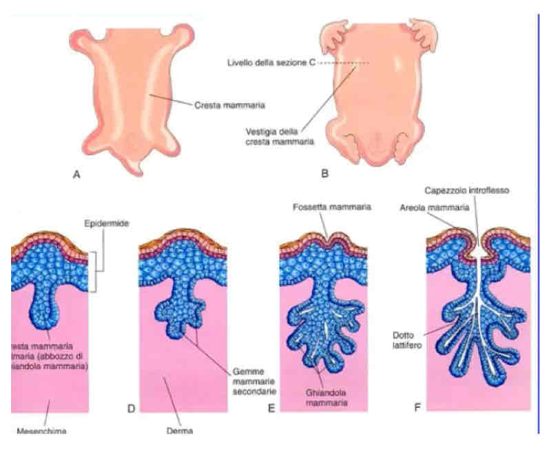 <p>Ghiandole mammarie, si formano prima delle creste mammarie che poi formano dei nuclei di proliferazione e da questi un gettone approfonda nel mesenchima e si ramifica cavitandosi formando i dotti galattofori.</p><p>In superficie formando l’areola mammaria che poi alla nascita diventa il capezzolo mammario.</p>