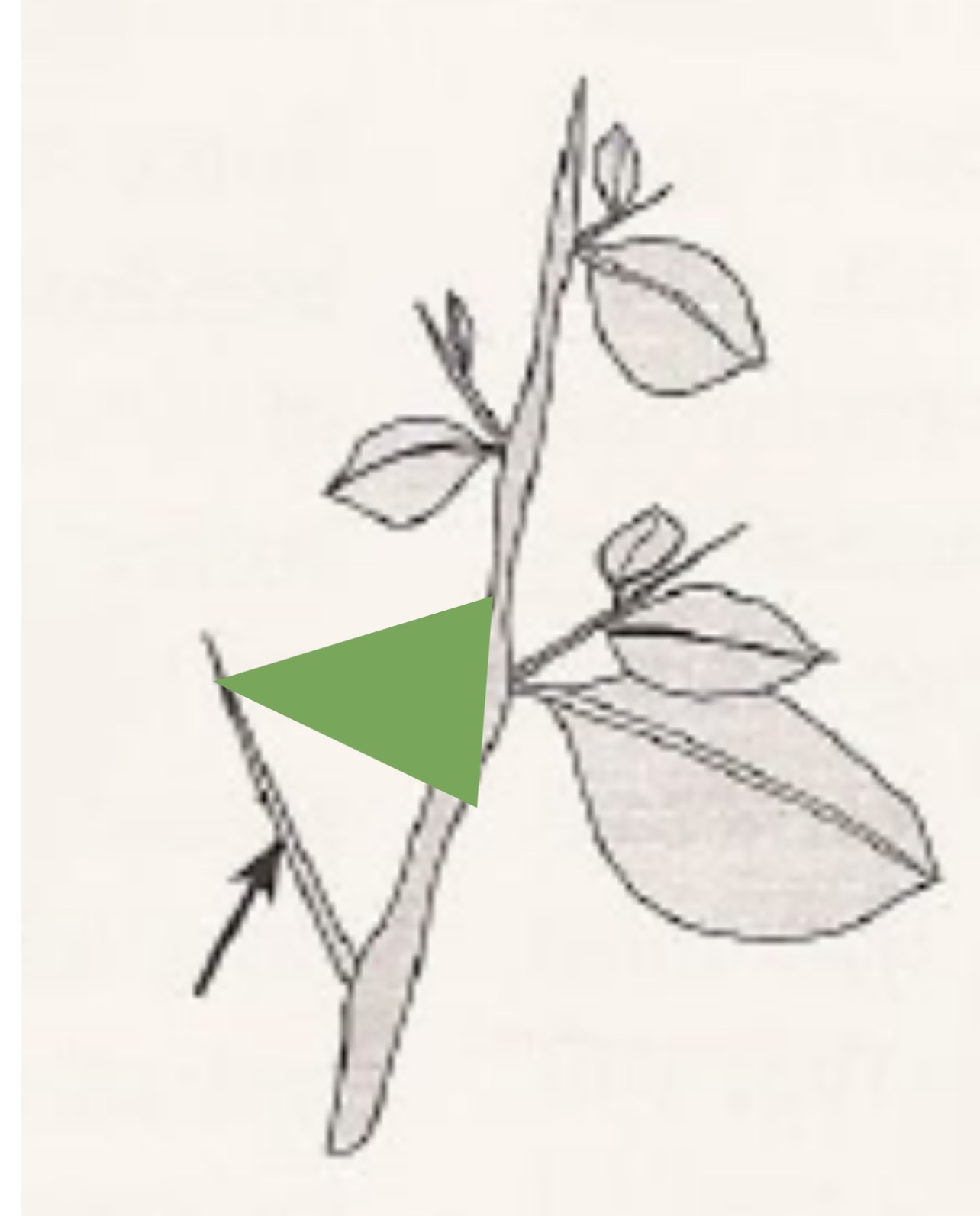 <p>Type of Aboveground Stem Modification</p>