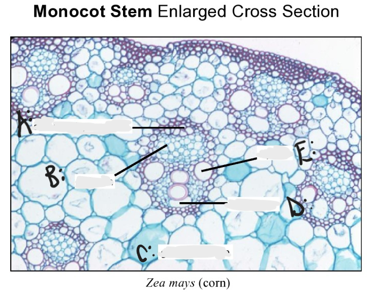 <p>Identify A - E of enlarged monocot cross section</p>