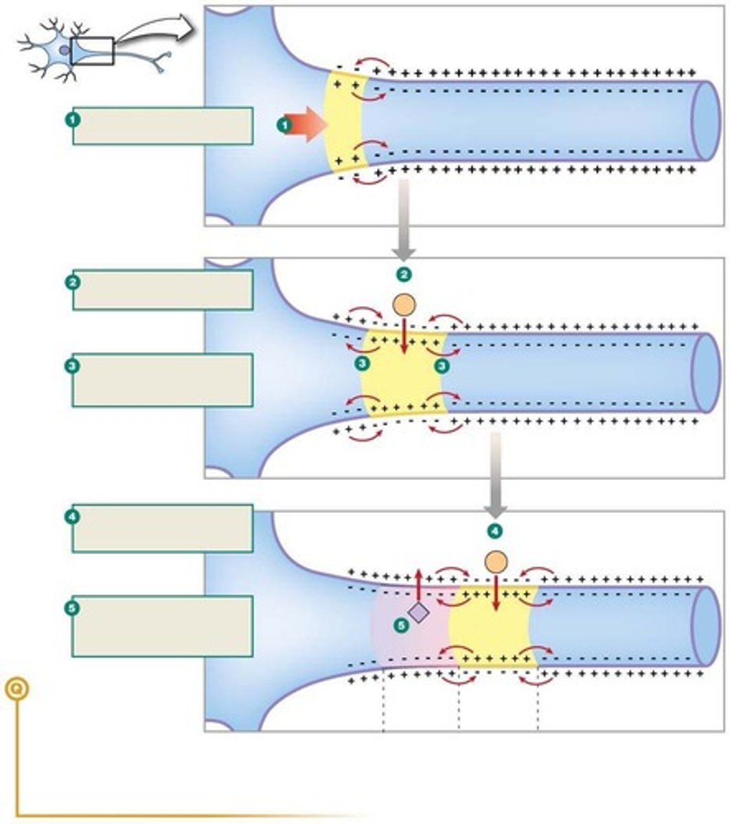 <p>Rapid change in membrane potential during neuron signaling.</p>