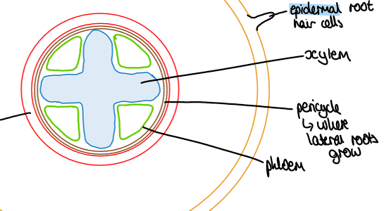 <p>xylem in a cross with phloem in the gaps</p>