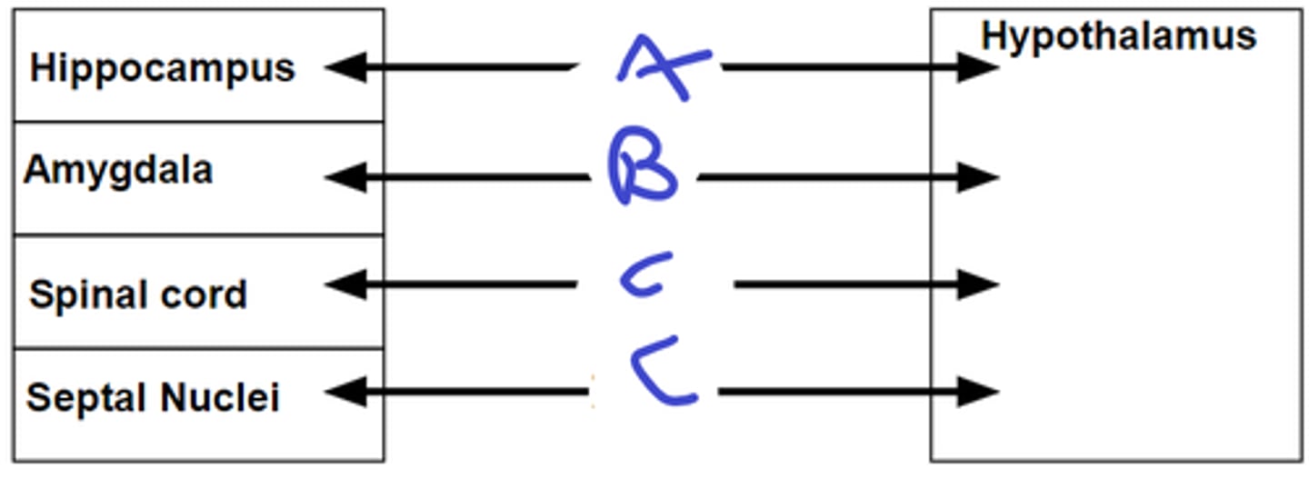 <p>what connects these structures</p><p>a</p><p>b</p><p>c</p>