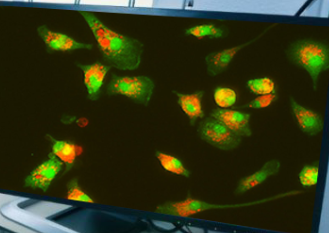 <p>What type of cell is this?</p>