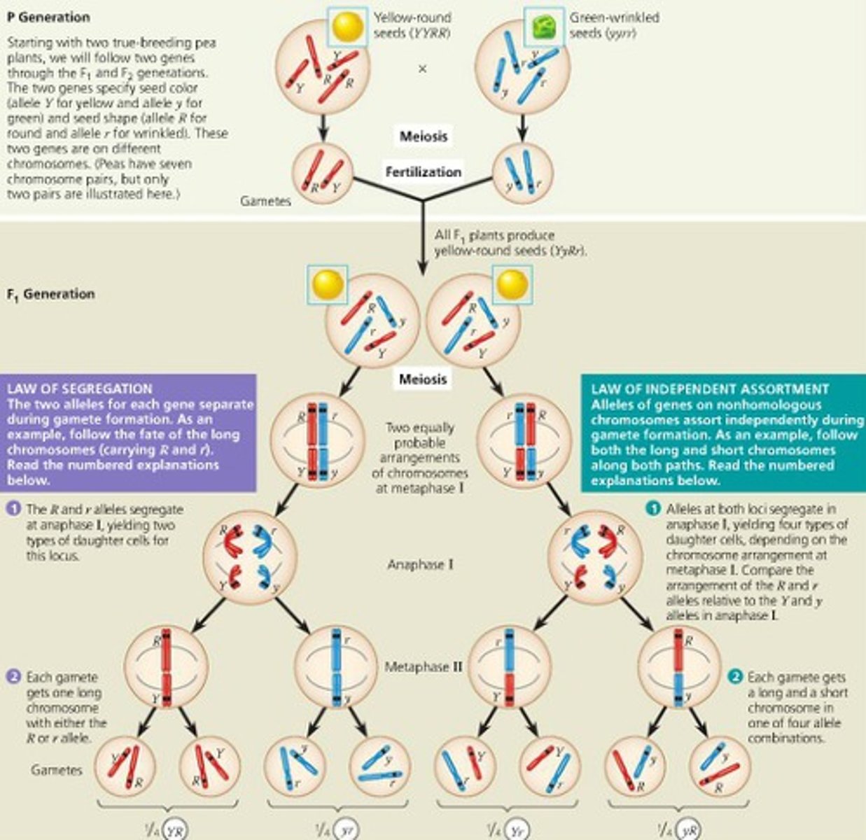<p>Law of Segregation and the Law of Independant Assortment</p>