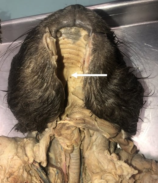 <p>lies ventral to the soft palate, between the lateral folds and the free posterior margin of the soft palate</p>