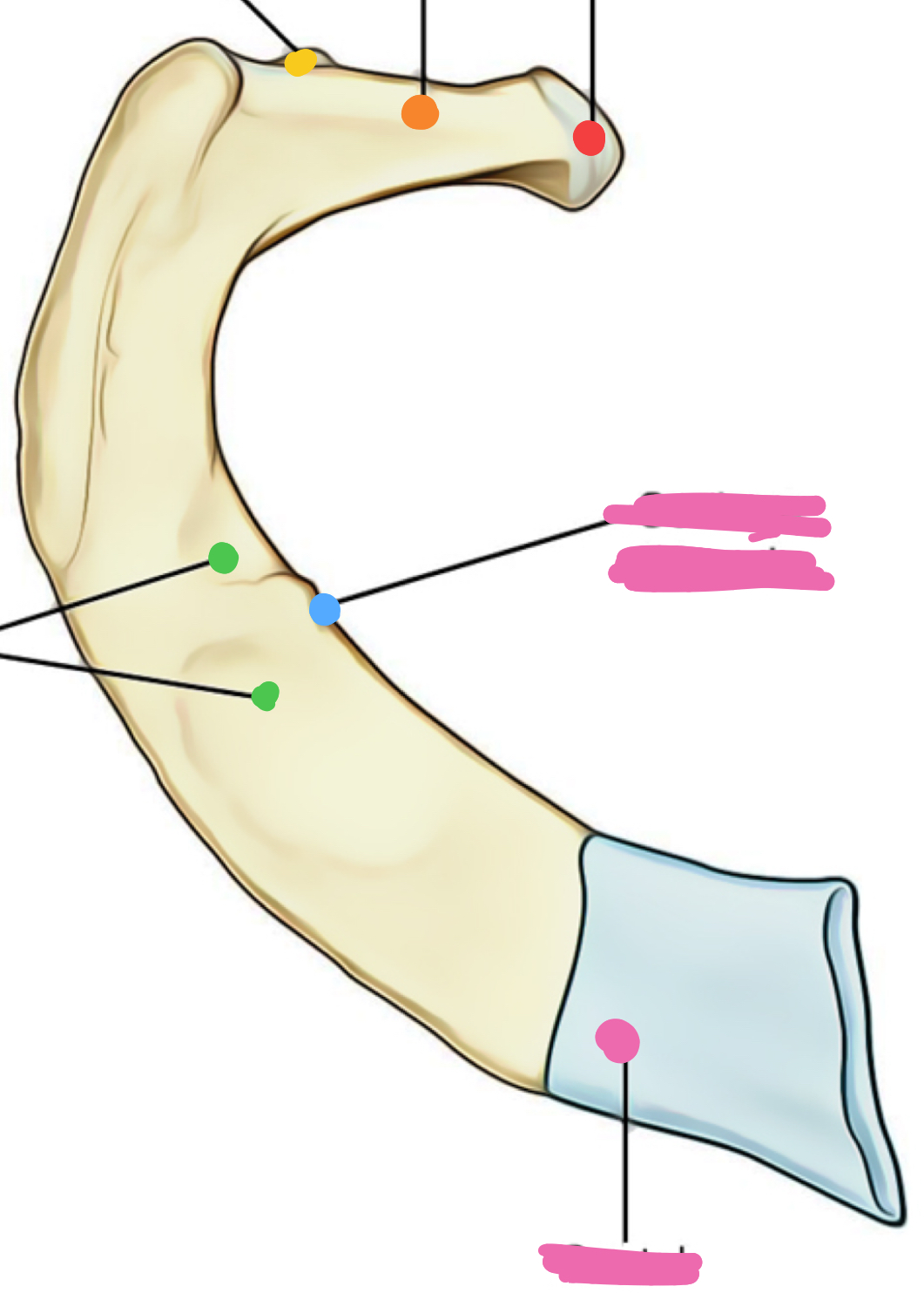 <p>What is the blue protrusion?</p>