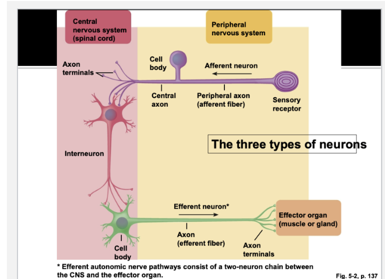 <p>On the dendrites of the Interneuron</p>