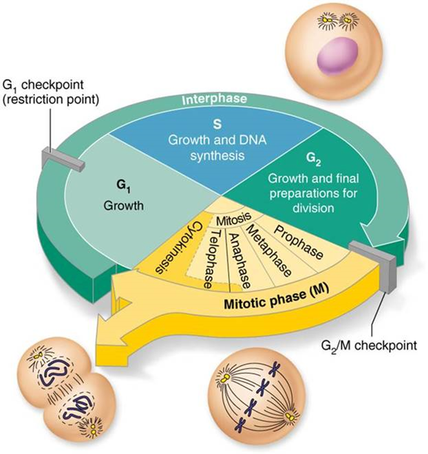<p>Series of changes a cell undergoes from the time it is formed until it reproduces</p><p><span>Two major periods of cell cycle:</span></p><p><span>– Interphase</span></p><p><span>– Cell division (mitotic phase)</span></p>