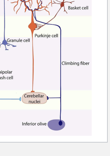 <p>climbing fiber</p>
