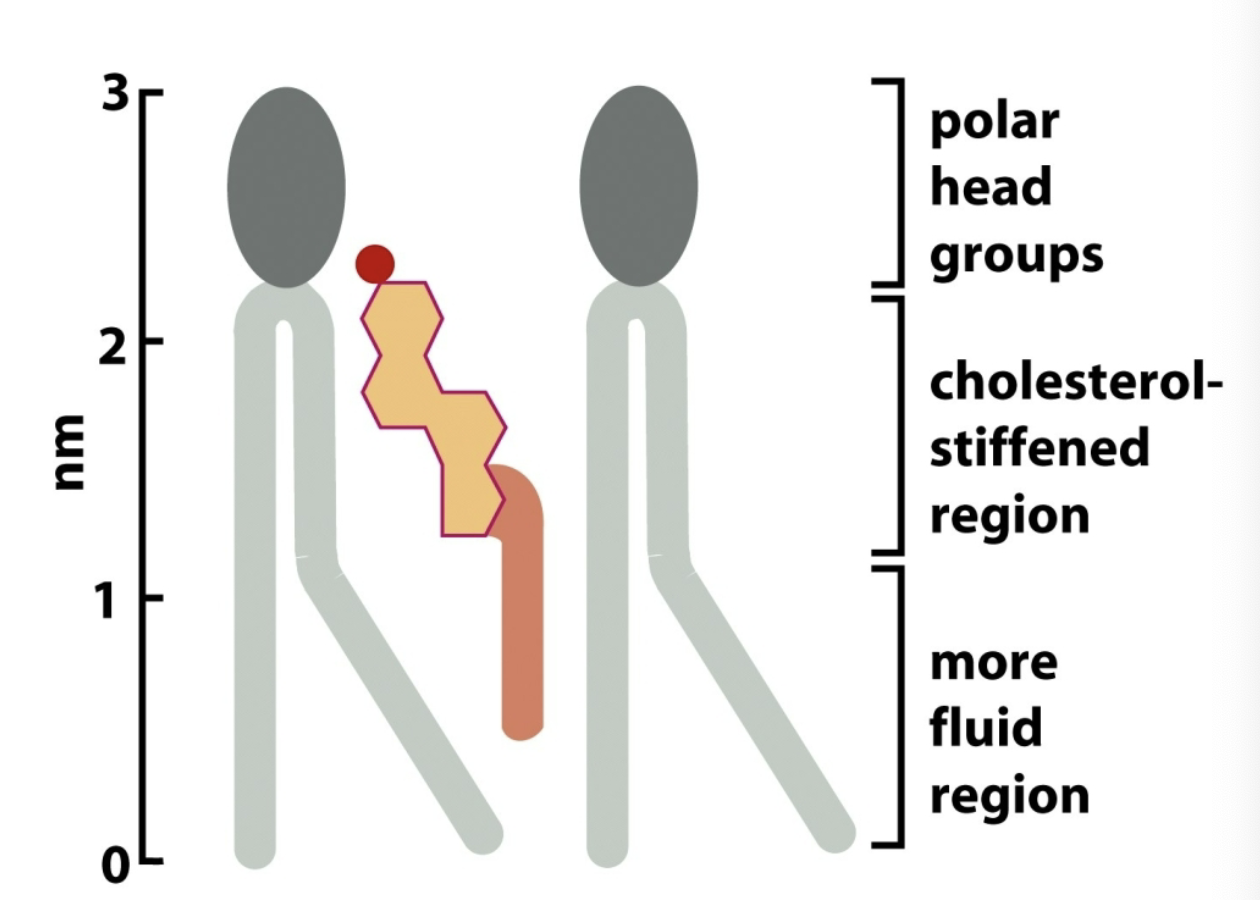 <p>Create a RIGID ring structure thru less flexible short bonds; increase stiffness to the membrane by adding more sterol.  <br><br>HIGH TEMP: prevent from becoming too fluid</p><p>LOW TEMP: prevent from freezing solid</p>