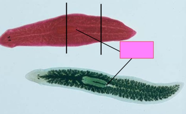 <p>type? pointing to?</p>