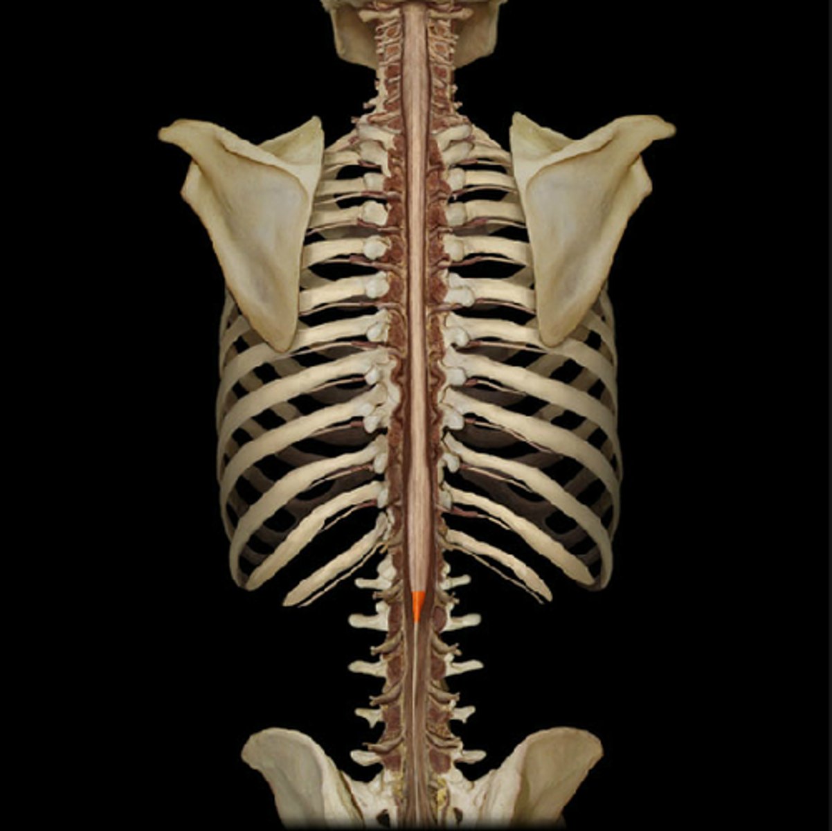 <p>roots from the ______ travel within the lumbar cistern of CSF</p>