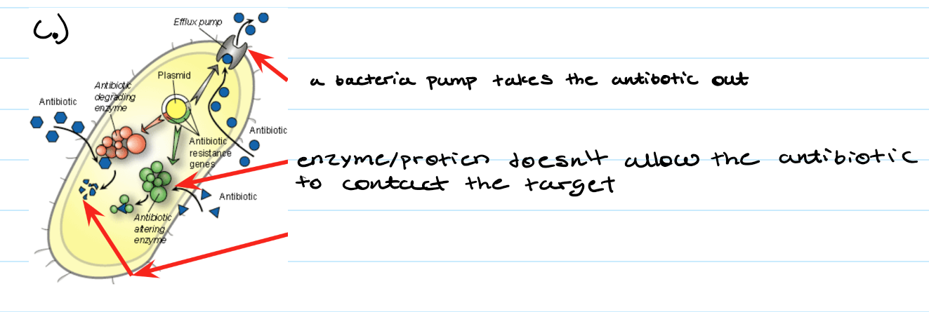 <p>What is the bacteria doing to the antibiotic?</p>